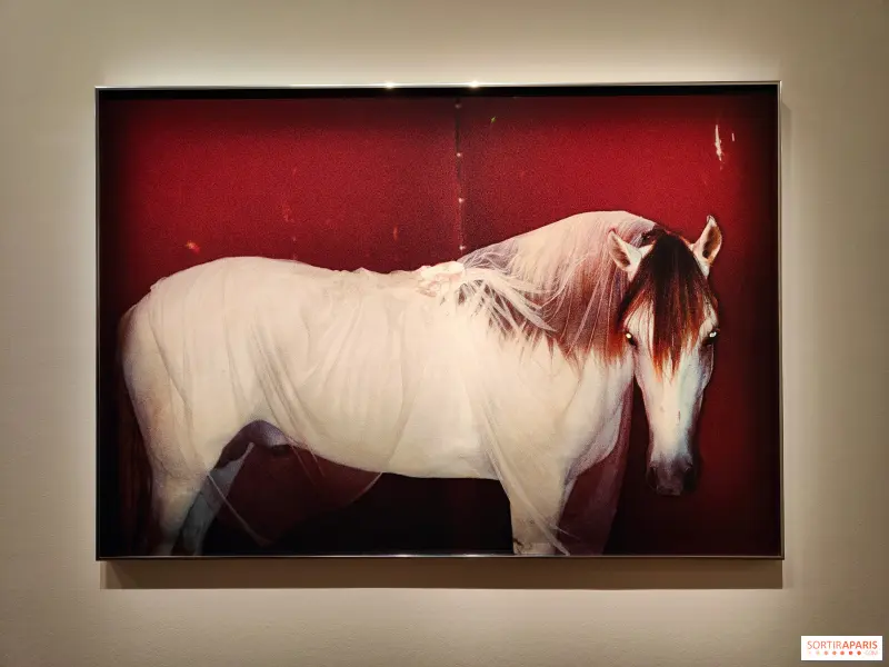 摄影师卡米耶·维维耶回顾展 3